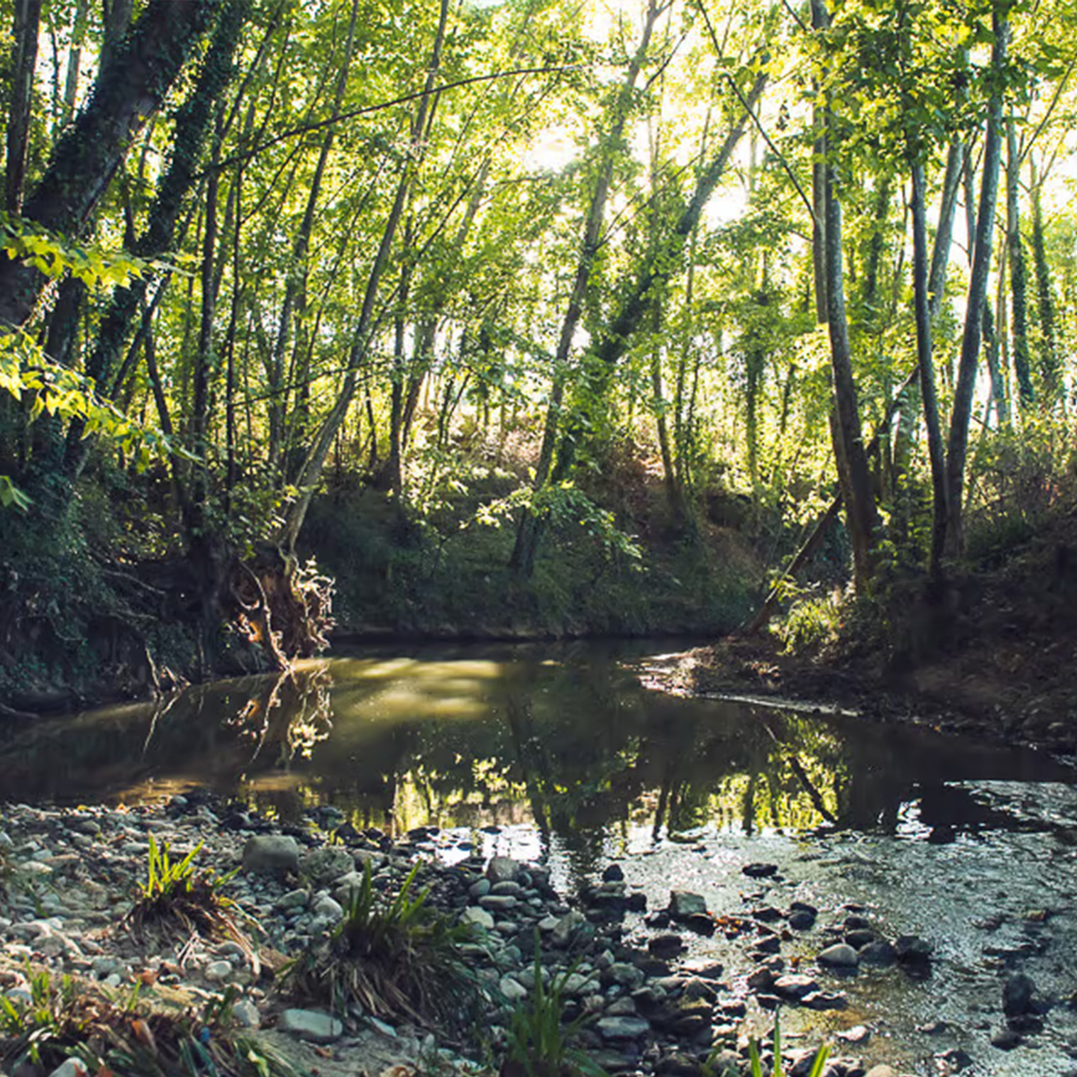 Nature immersion